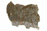 Polished El Eglab Mesosiderite Meteorite ( g) Slice #266390-2